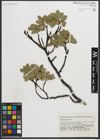 Foto von Salix myrsinites L.